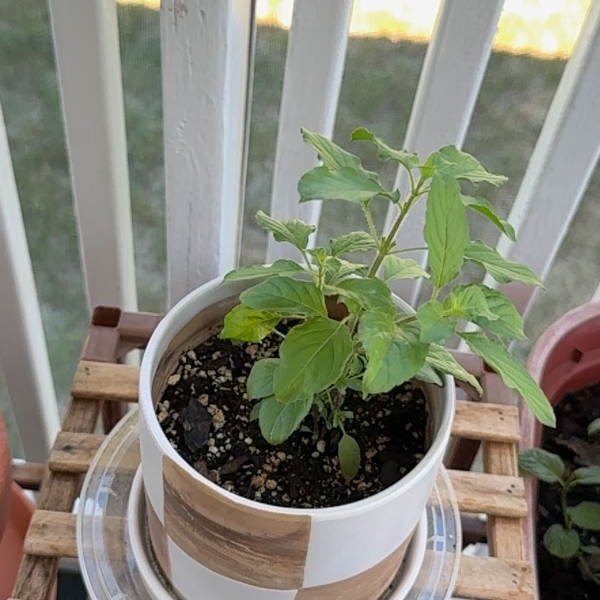 Photo of the plant species Holy Basil (Tulsi) by @UprightAchiote named Elina on Greg, the plant care app