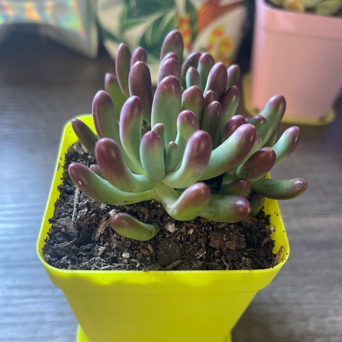 Photo of the plant species Sedum 'Salsa' by @SuperFlax named Darwin on Greg, the plant care app
