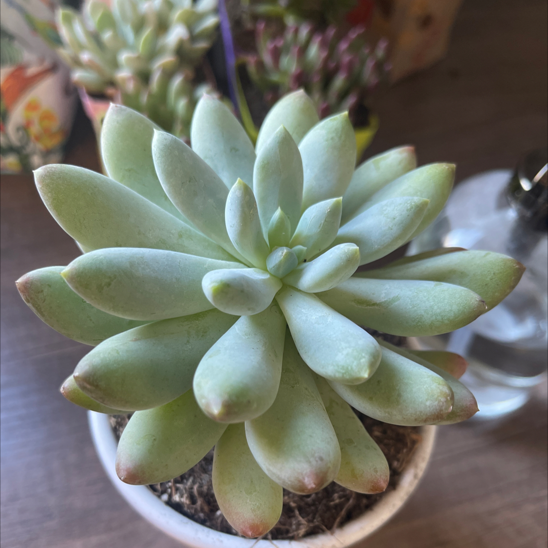 Healthy Pachyphytum 'Starburst' succulent in a small pot with visible soil.