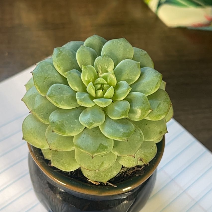 Photo of the plant species Echeveria 'Cris' by @SuperFlax named Prince on Greg, the plant care app