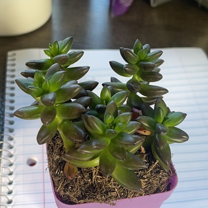 Sedeveria 'Jet Beads' plant in a small pot on a notebook, healthy with vibrant leaves.