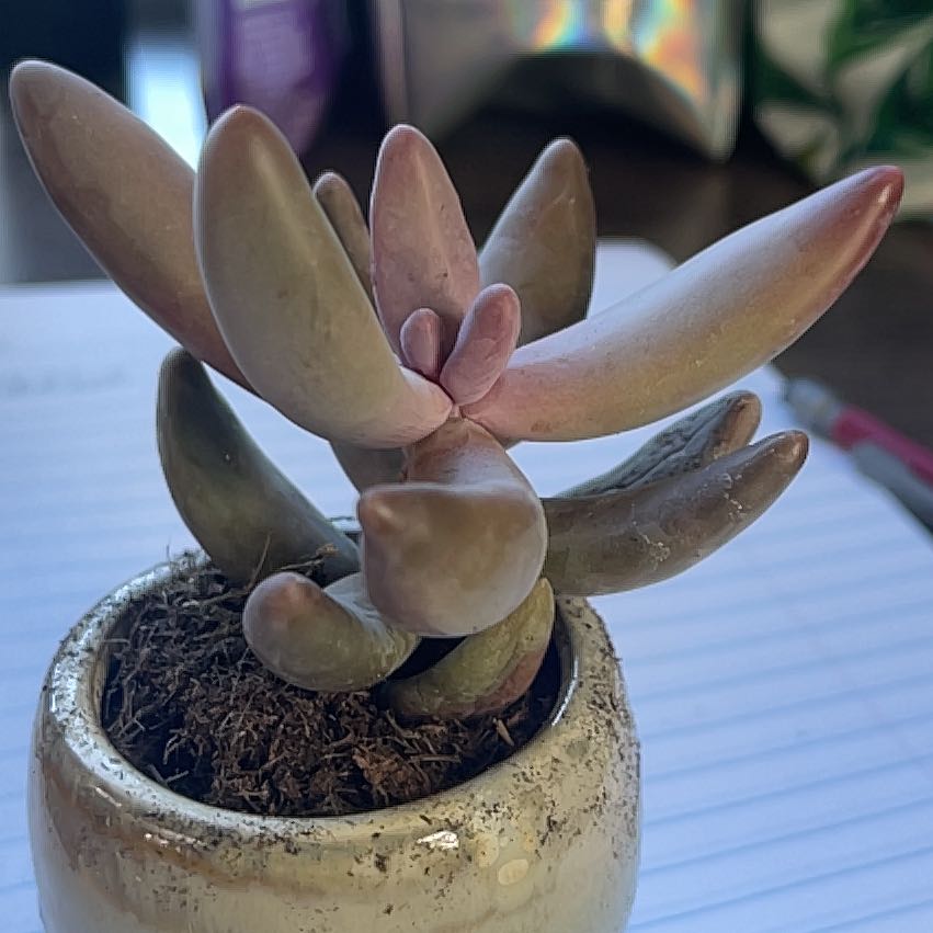 Succulent plant Pachysedum 'Ganzhou' in a small pot with healthy, fleshy leaves.