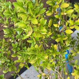 Photo of the plant species Green Spire Euonymus by @JoyousFeltbush named Harmony on Greg, the plant care app