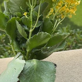 Photo of the plant species Kalanchoe blossfeldiana 'Yellow' by @BusyKonjac named Queen on Greg, the plant care app
