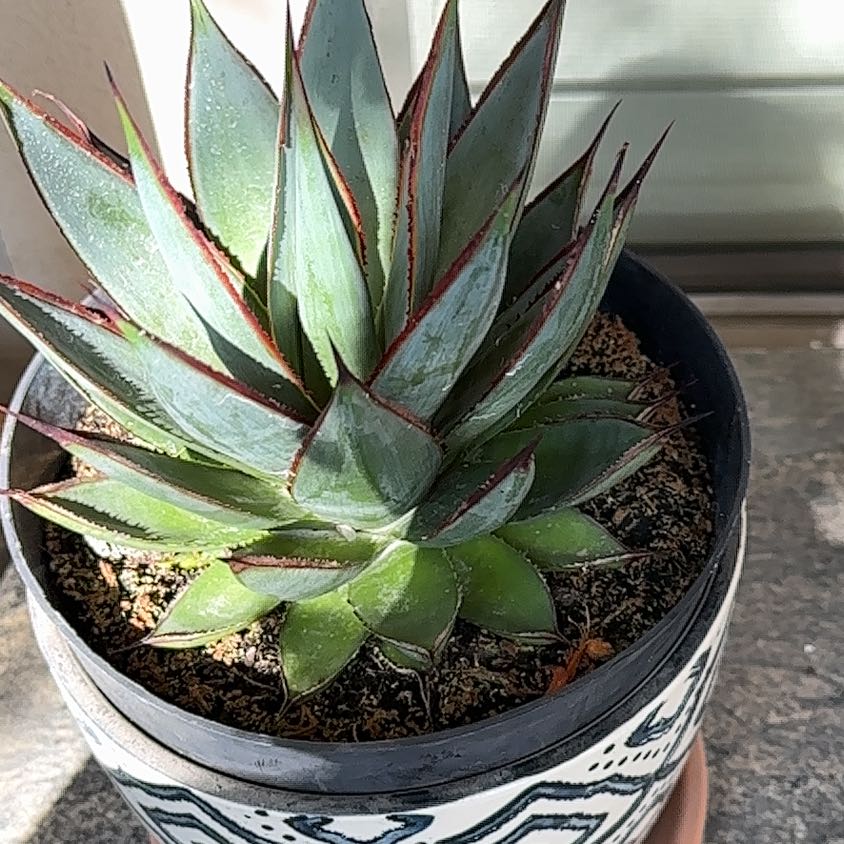Parry's Agave plant in a decorative pot, healthy with green leaves.