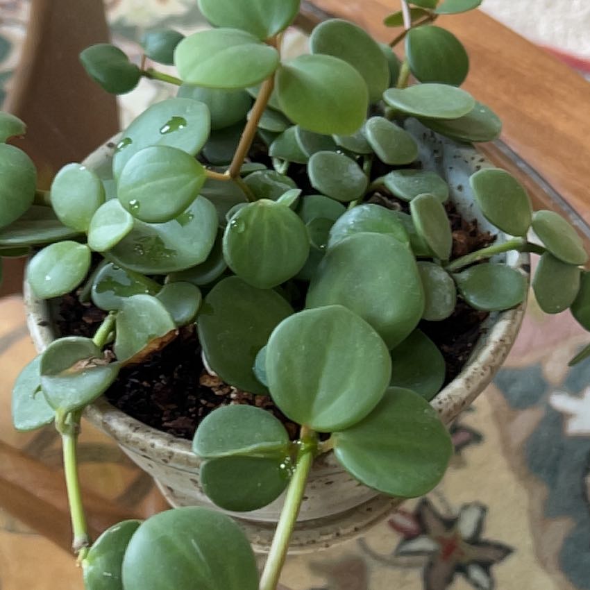 Light Requirements For Your Peperomia 'Hope' By Season