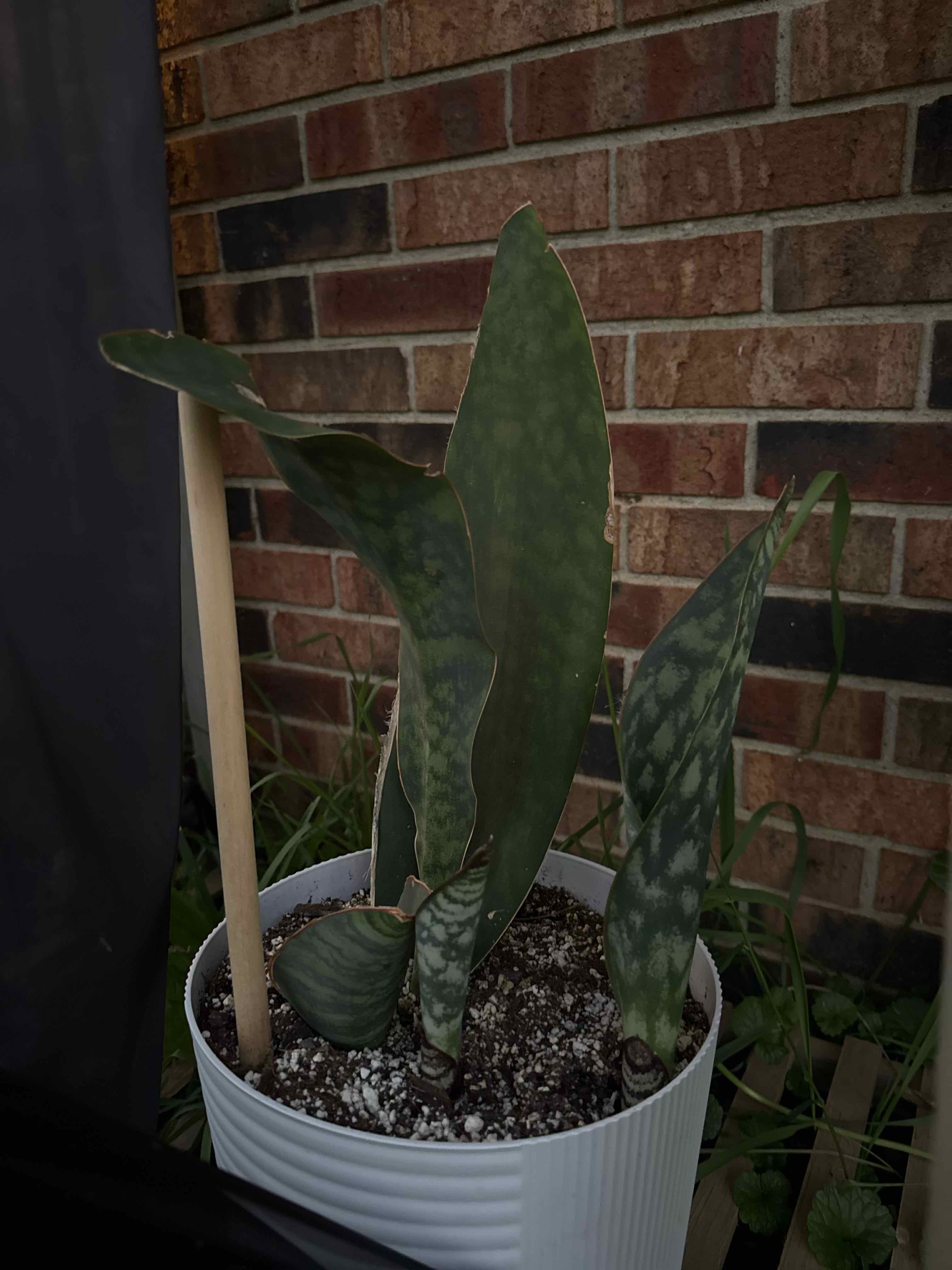 Photo of the plant species African Bowstring Hemp by @krleibold named Orwell on Greg, the plant care app