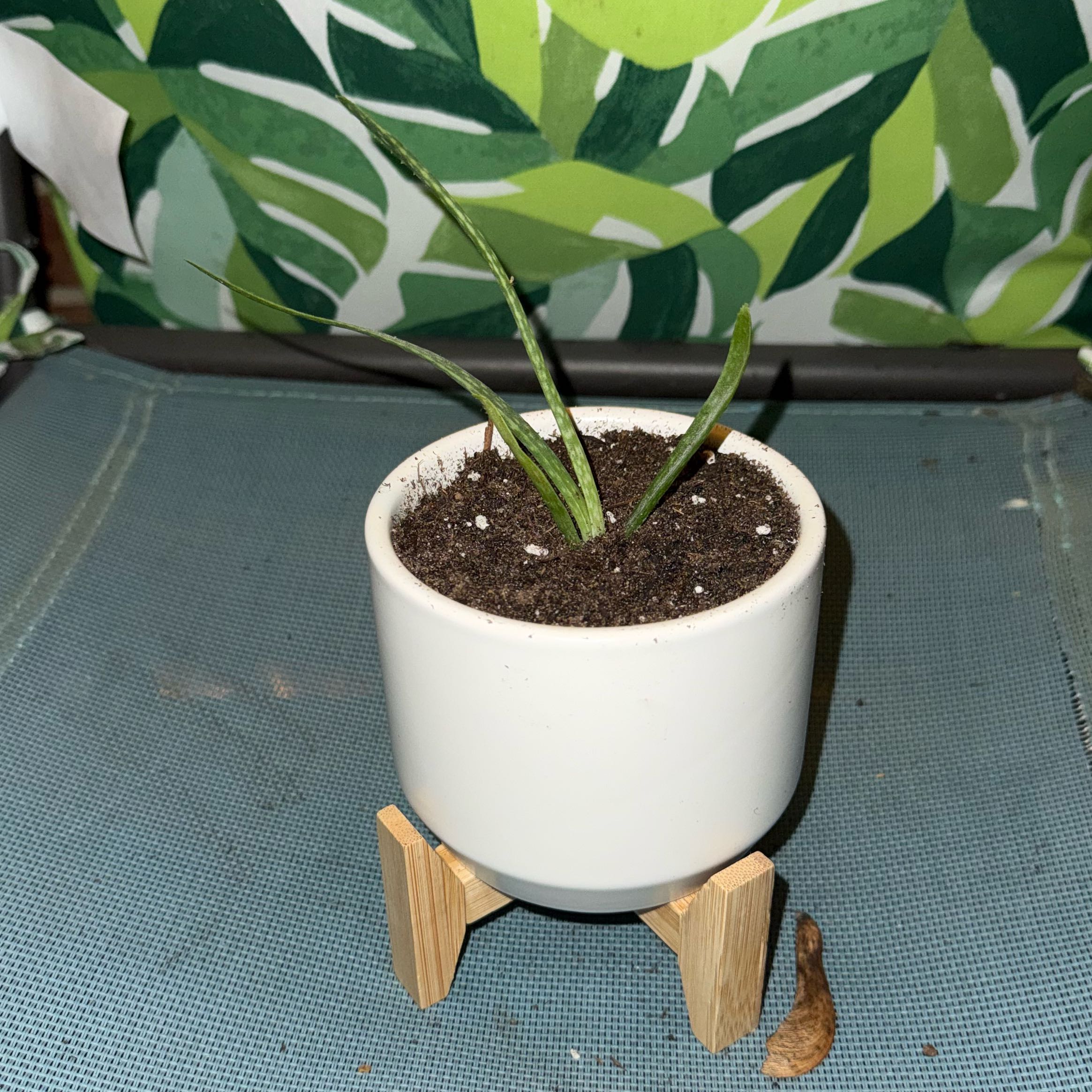 Photo of the plant species Aloe by @krleibold named Jon’s plant— will be named on Greg, the plant care app