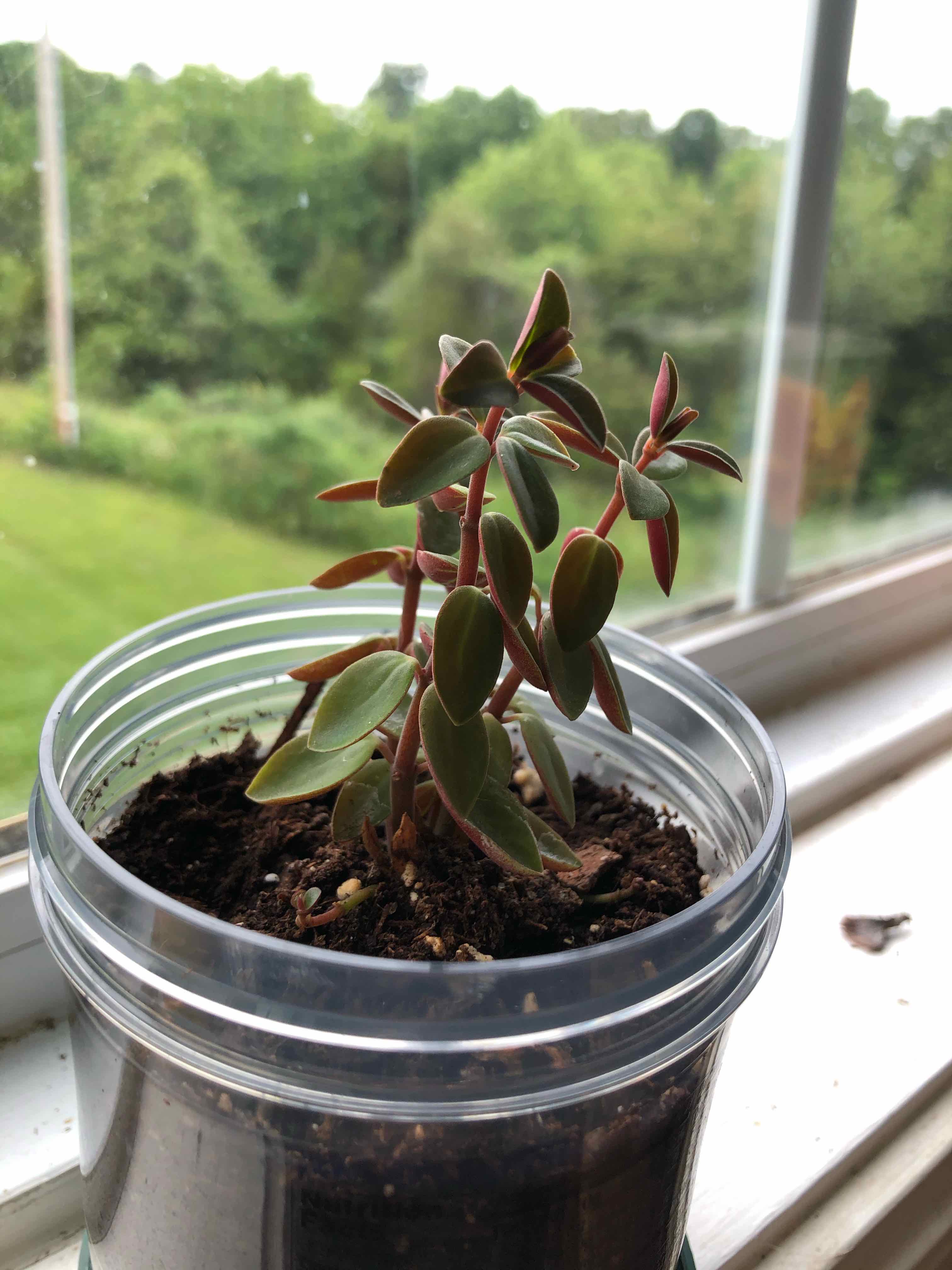 Peperomia Red Log plant in a transparent container on a windowsill with a green outdoor background.