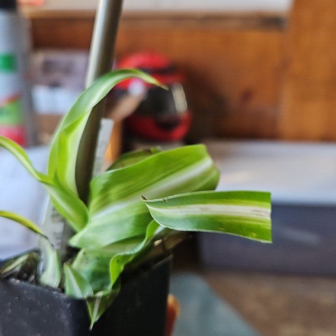 Photo of the plant species 'Himalaya' Spider Plant by @SavvyLovage named Marley on Greg, the plant care app