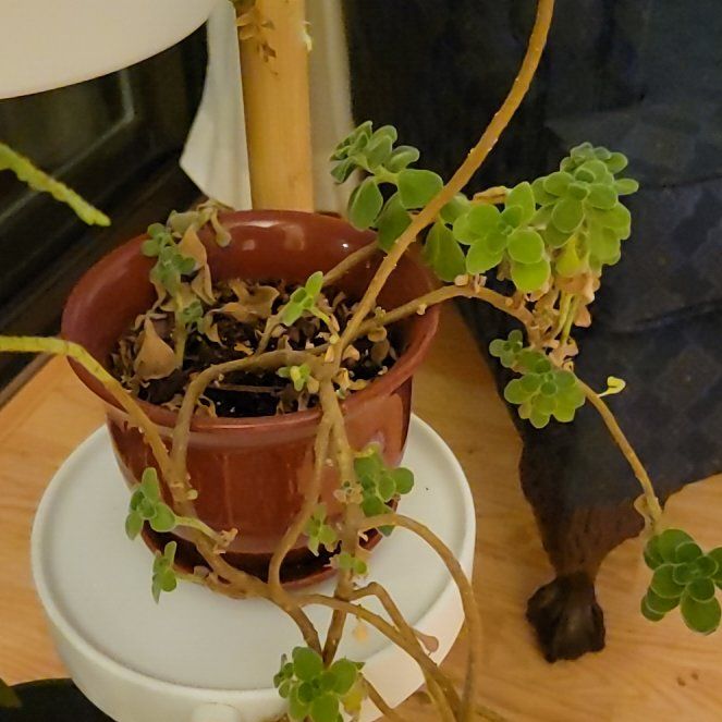 Photo of the plant species Round-leaved oregano by @DollLychee named Dax on Greg, the plant care app