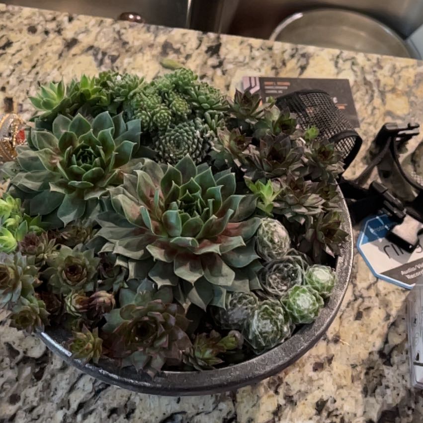 Photo of the plant species Hen and Chicks Jade Rose by @ArtisteGinger named Sonora on Greg, the plant care app