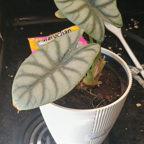 Photo of the plant species Alocasia Silver Dragon Mint by @UndividedLentil named Toothless on Greg, the plant care app