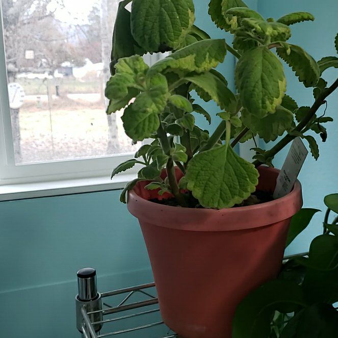 Photo of the plant species Lemon Twist by @NaturalChollipo named Cleopatra on Greg, the plant care app