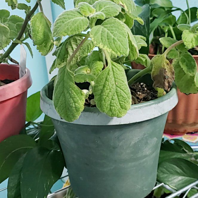 Photo of the plant species Lemon Twist by @NaturalChollipo named Sigmund on Greg, the plant care app
