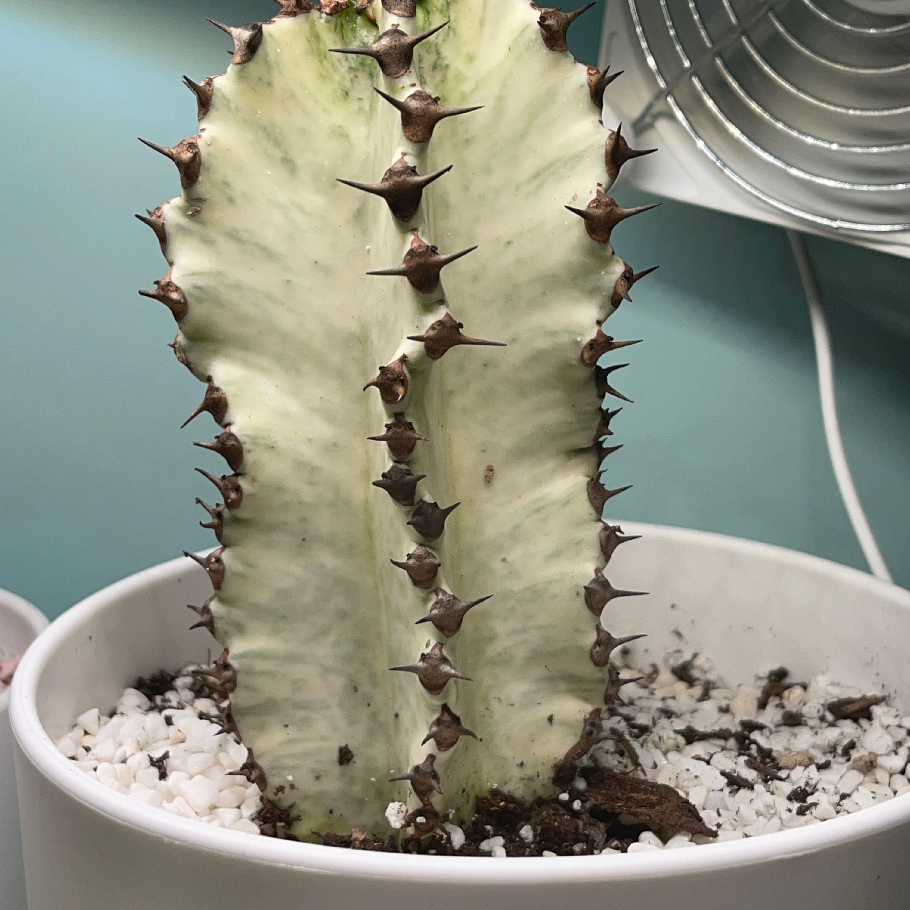 Variegated African Candelabra plant in a white pot with visible soil.