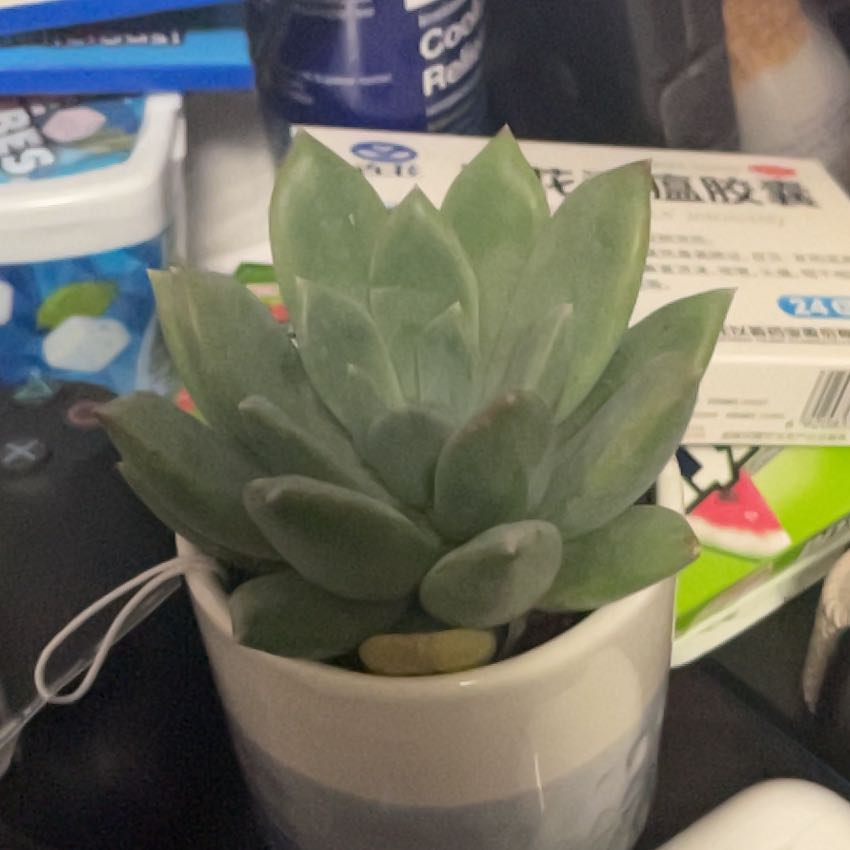 Photo of the plant species Dolomiten-Fingerkraut by @SincerelyPlanty named Curie on Greg, the plant care app