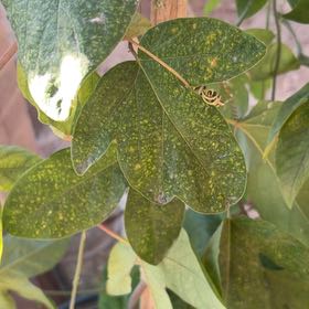 Photo of the plant species Passion Vine by @FunLatetulip named Madonna on Greg, the plant care app