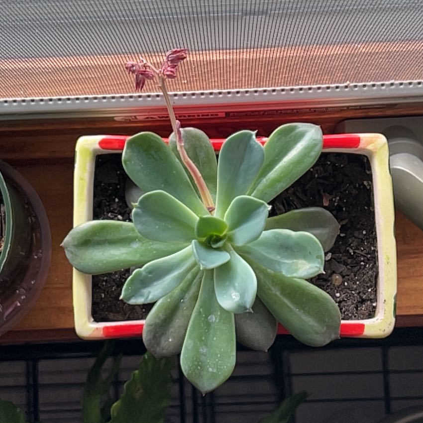 Echeveria 'Blue Prince' succulent in a rectangular pot with a flowering stalk.