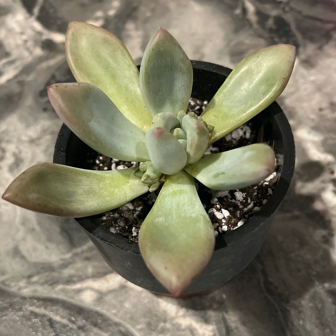 Opal