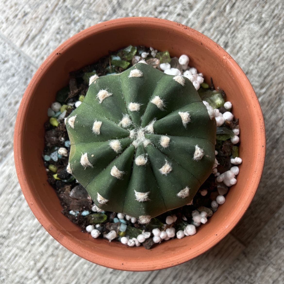 Top view of a healthy Sand Dollar Cactus in a terracotta pot with visible soil and perlite.