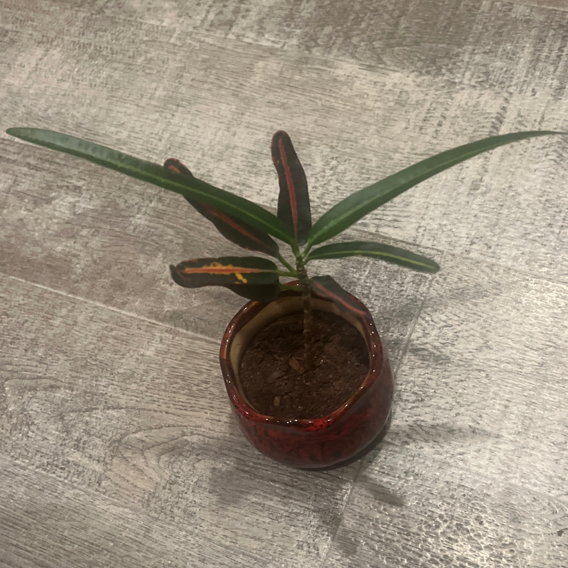 Potted Banana Croton plant with long, narrow leaves, some showing brown and black spots.