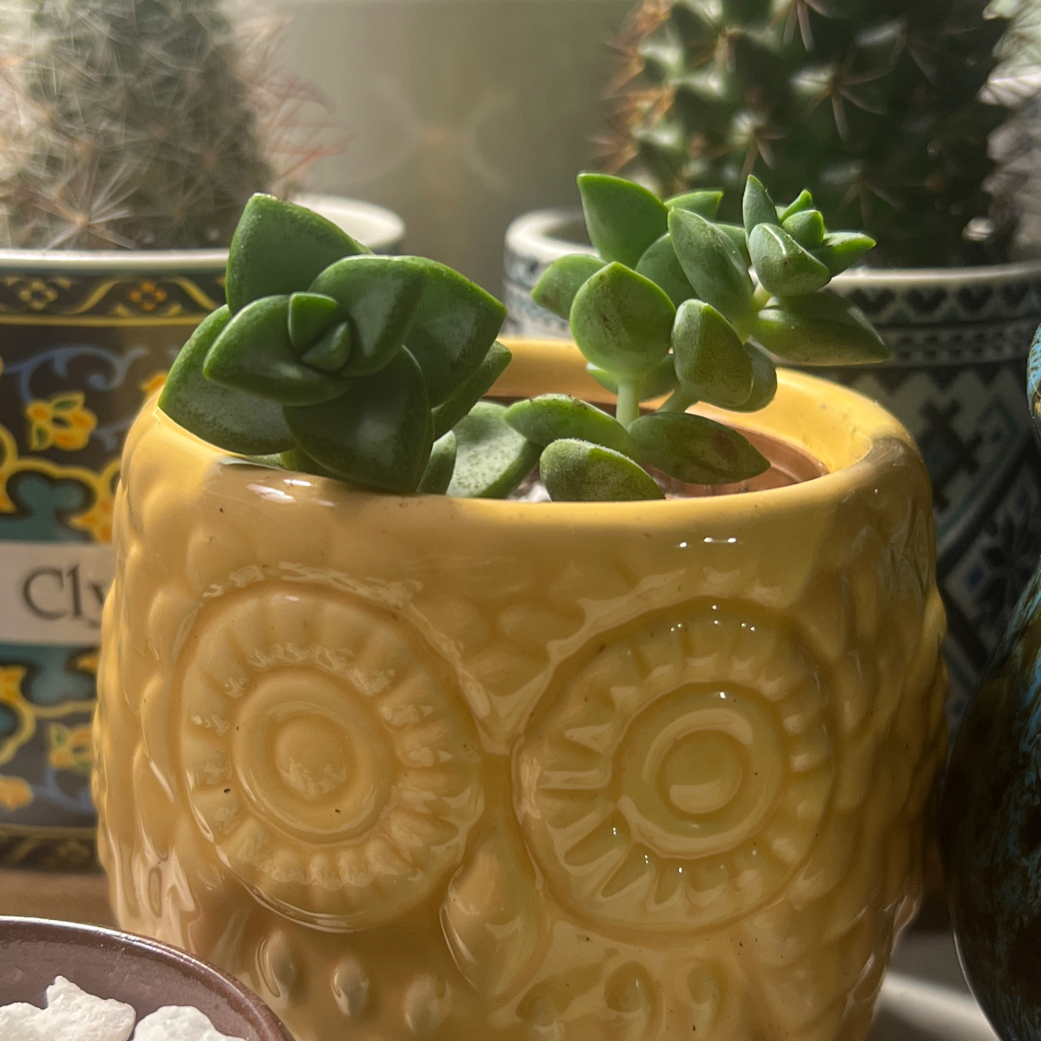 Tom Thumb succulent in a yellow owl-shaped pot with other plants in the background.