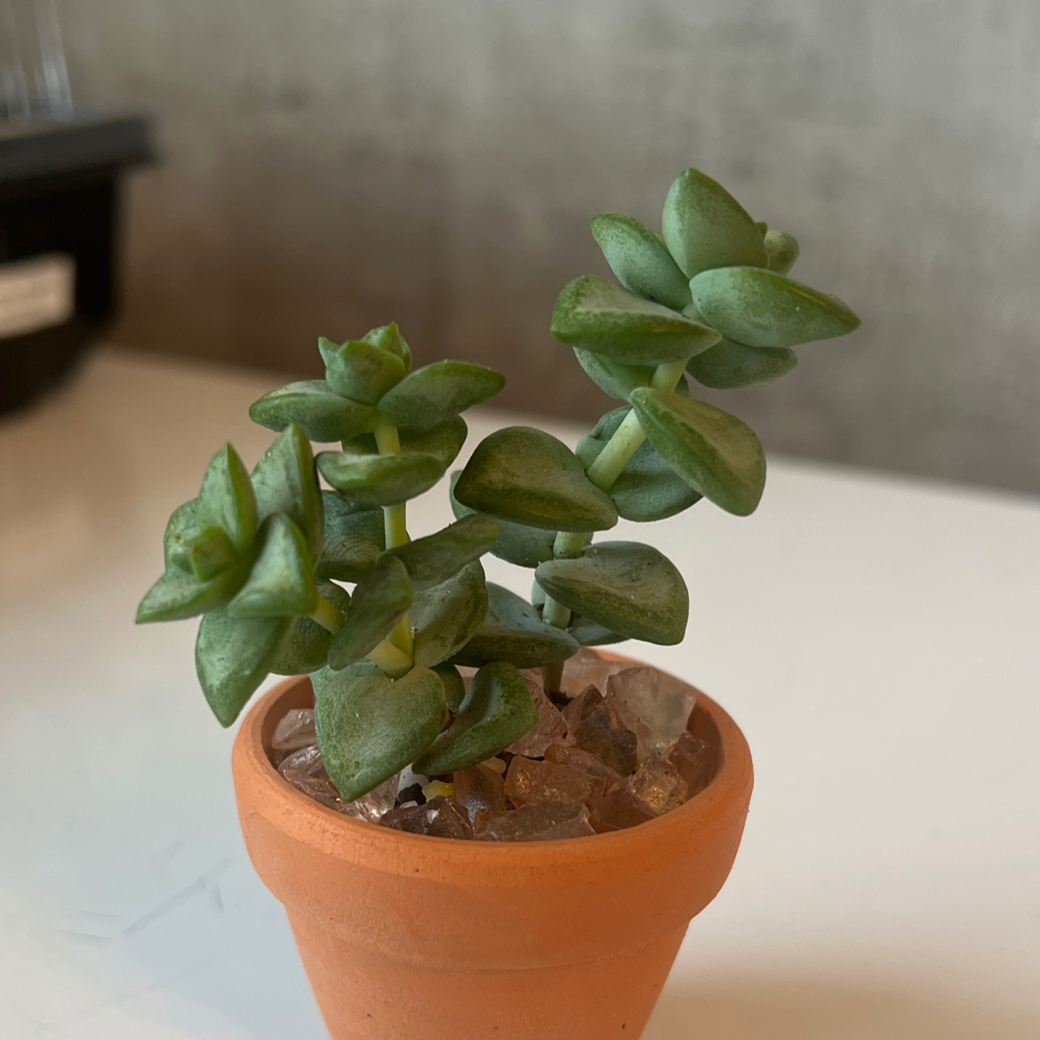 Healthy Tom Thumb succulent in a terracotta pot with decorative stones.