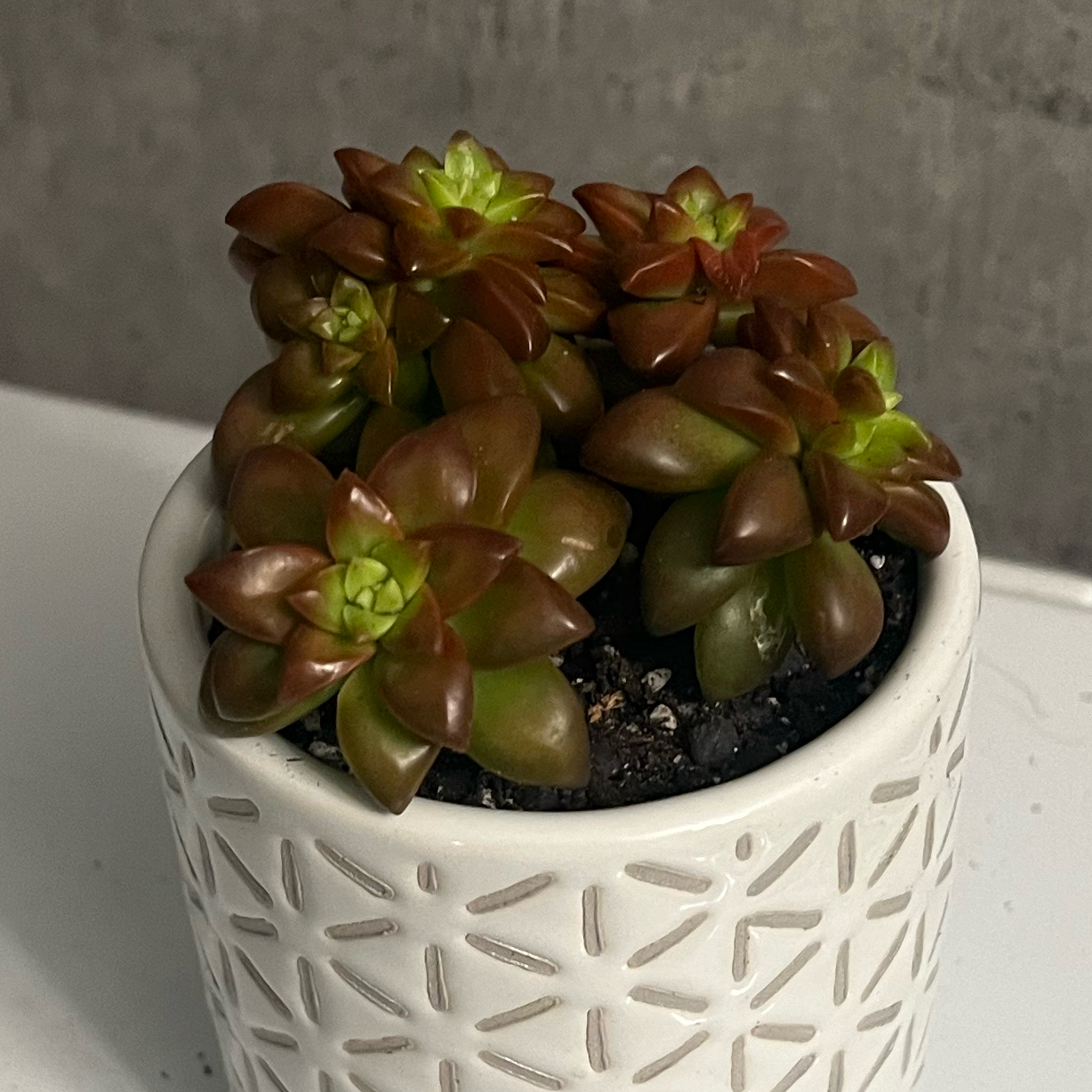 Sedum adolphi 'Shooting Stars' plant in a white pot, healthy with vibrant leaves.