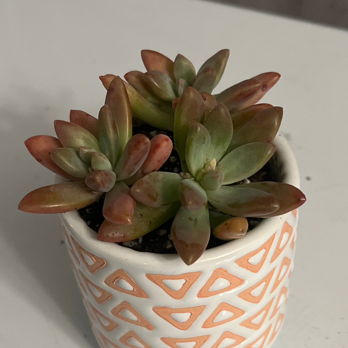 Graptoveria 'Blue Pearl' succulent in a decorative pot with some leaf discoloration.