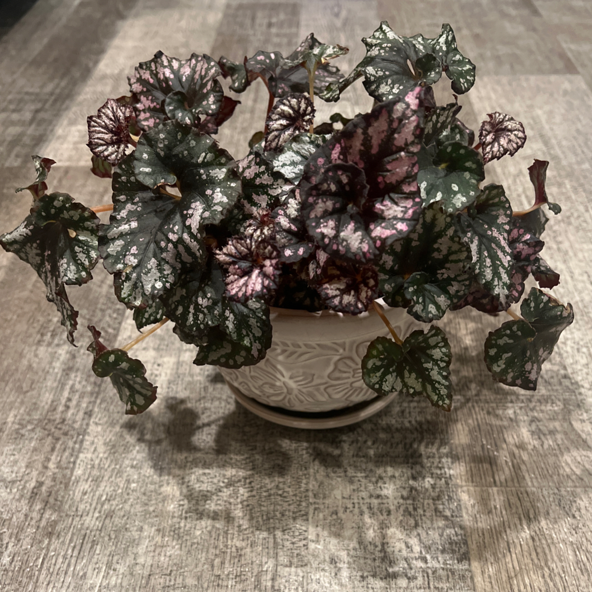 Painted-leaf Begonia in a decorative pot with patterned leaves in shades of green, purple, and pink.