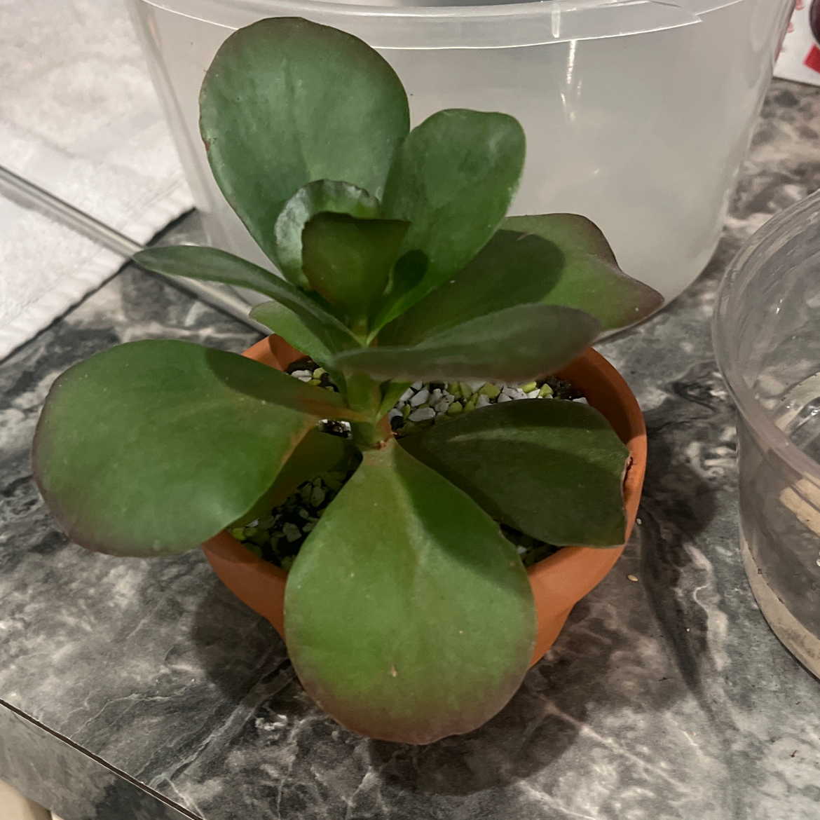 Kalanchoe 'Dragonfire' plant in a terracotta pot with healthy green leaves.