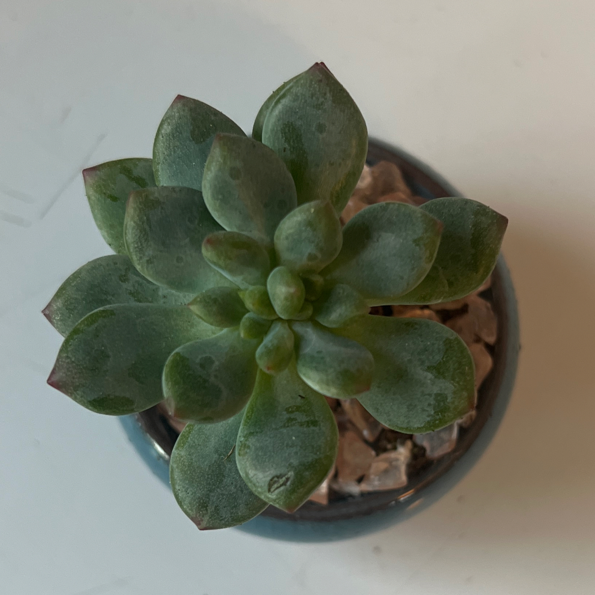 Top view of a healthy Sedeveria 'Blue Elf' succulent in a small pot.
