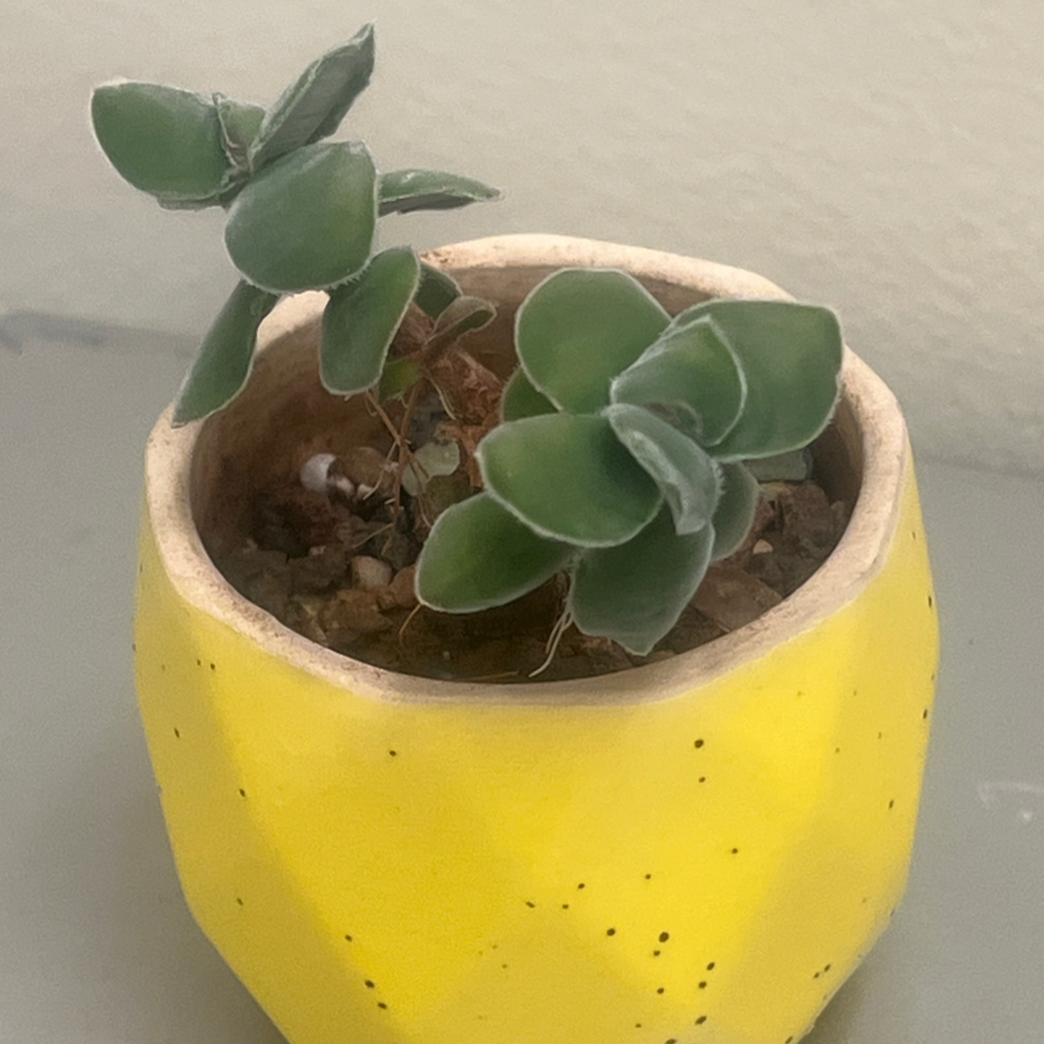 Photo of the plant species Crassula 'Morgan's Beauty' by @BabeVila named Morgan on Greg, the plant care app