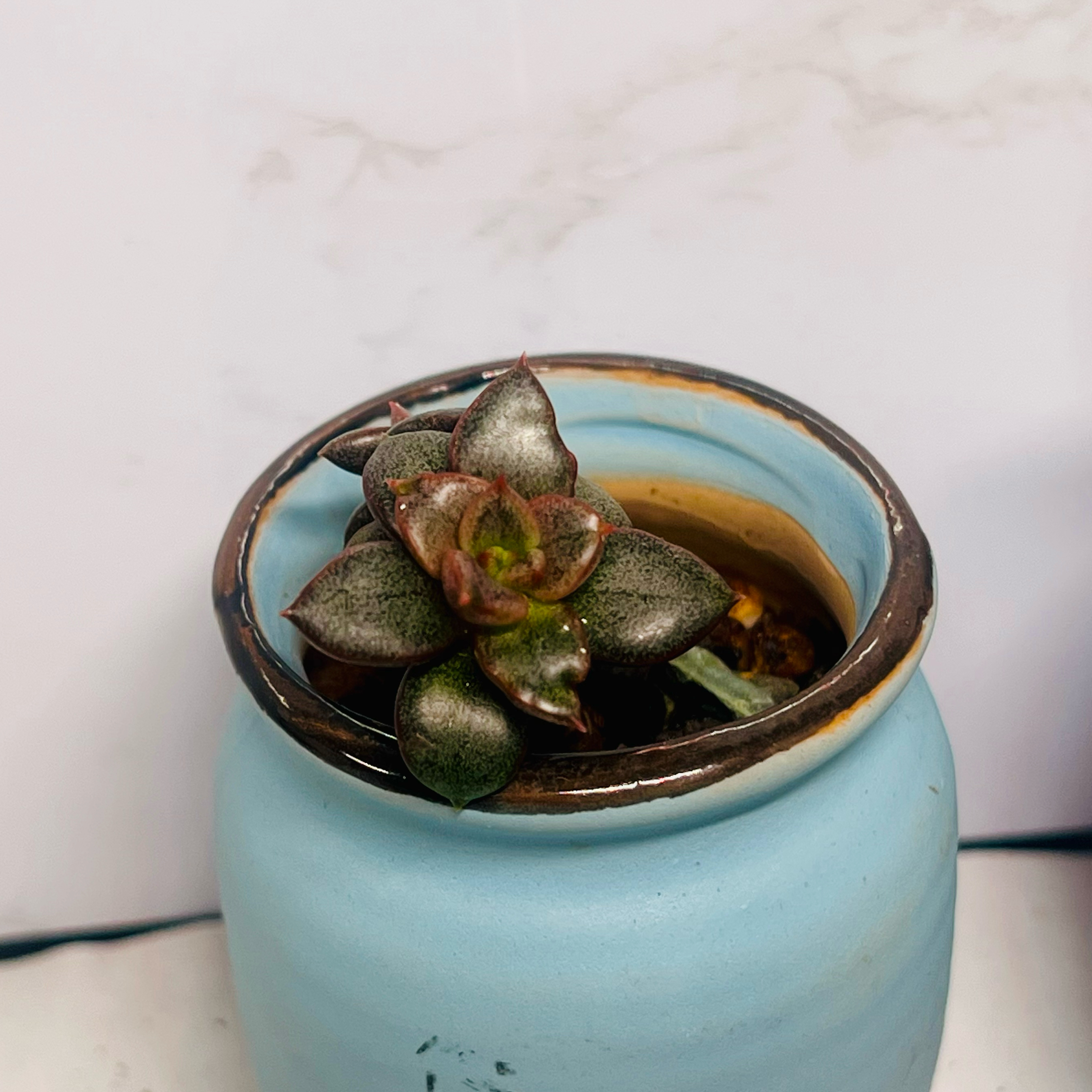 Photo of the plant species Echeveria 'Aphrodite' by @BabeVila named Aphrodite on Greg, the plant care app