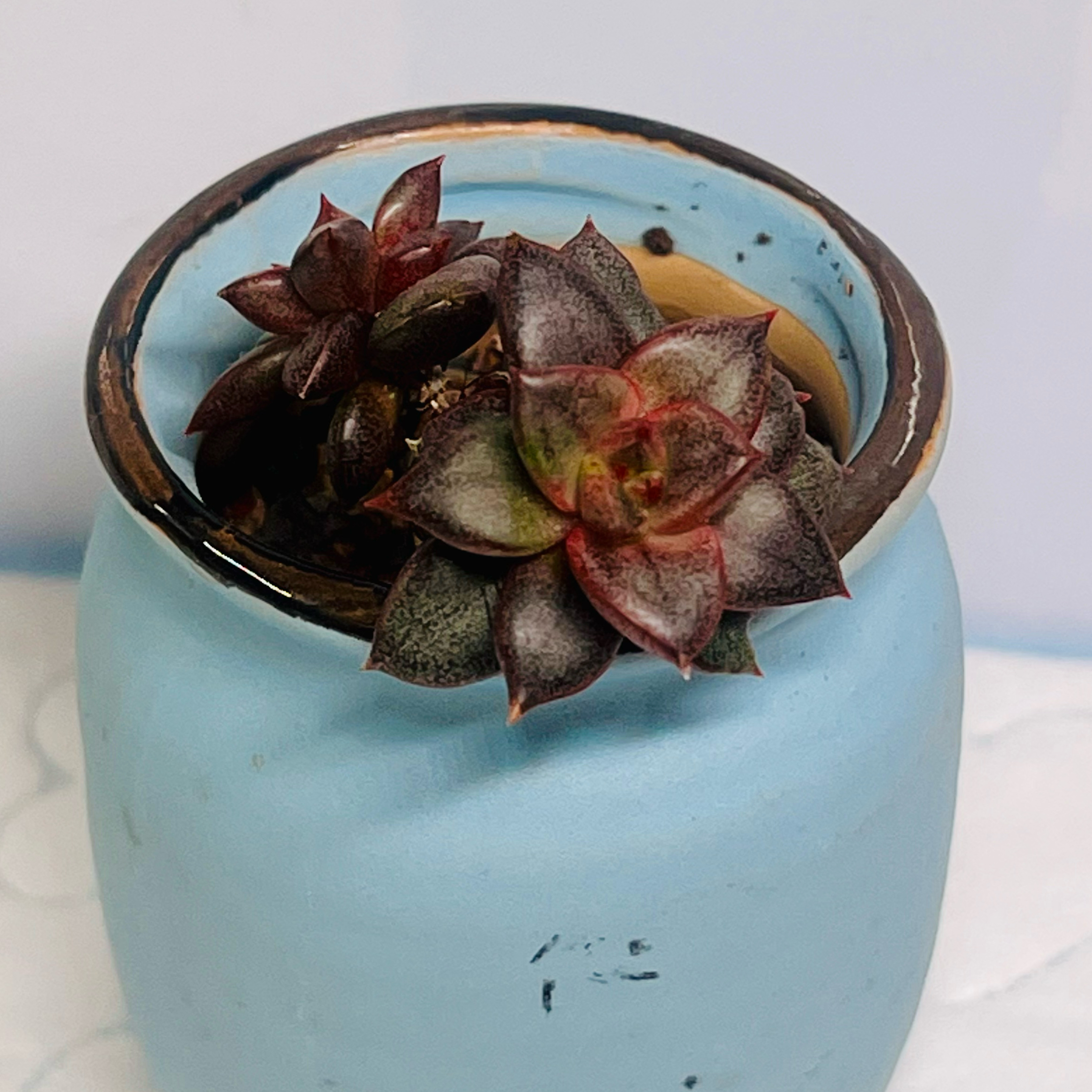 Photo of the plant species Echeveria 'Aphrodite' by @BabeVila named Aphrodite on Greg, the plant care app