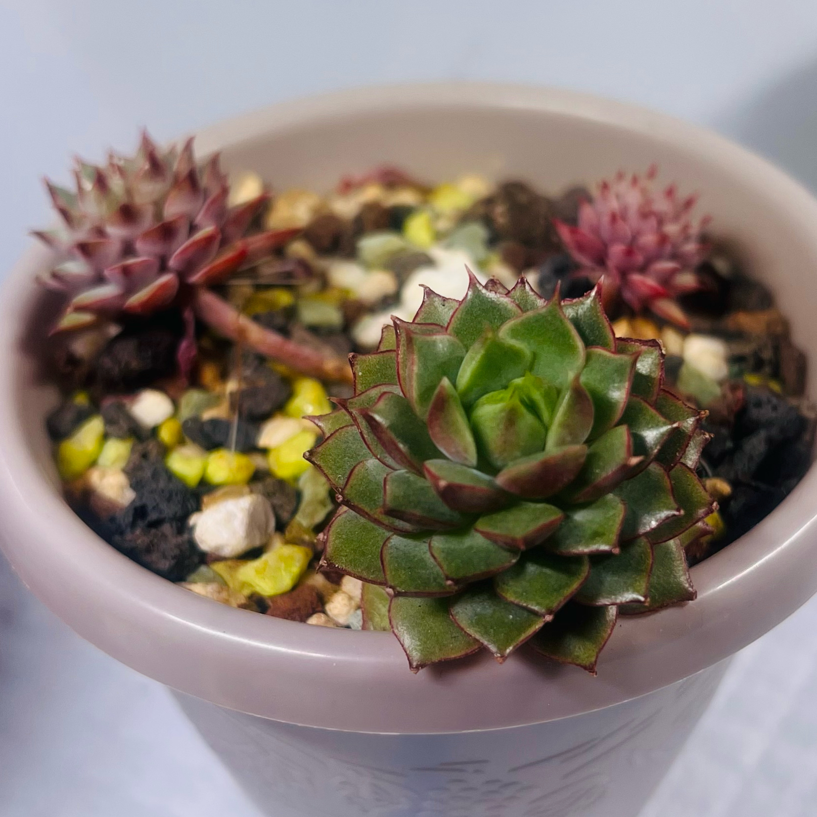 Photo of the plant species Echeveria 'Ramillete' by @BabeVila named Evelyn on Greg, the plant care app