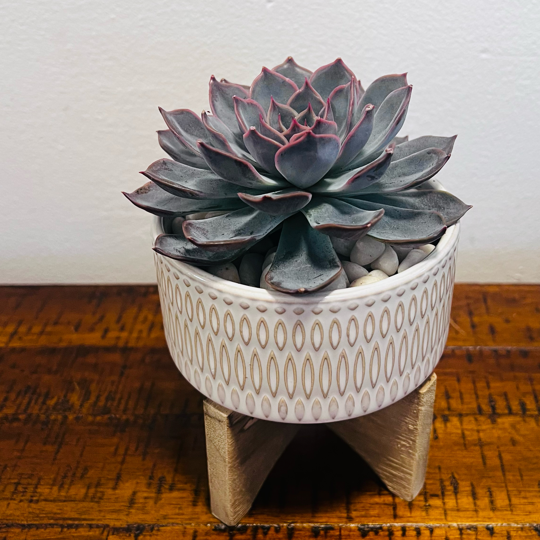 Photo of the plant species Echeveria Dark Ice by @BabeVila named Felipe on Greg, the plant care app