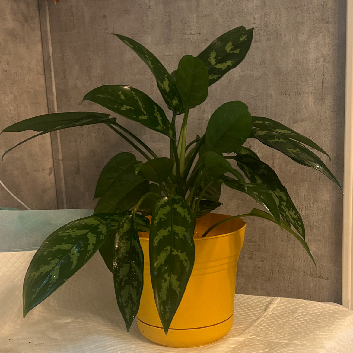 Photo of the plant species Aglaonema MaryAnn by @BabeVila named Mary on Greg, the plant care app