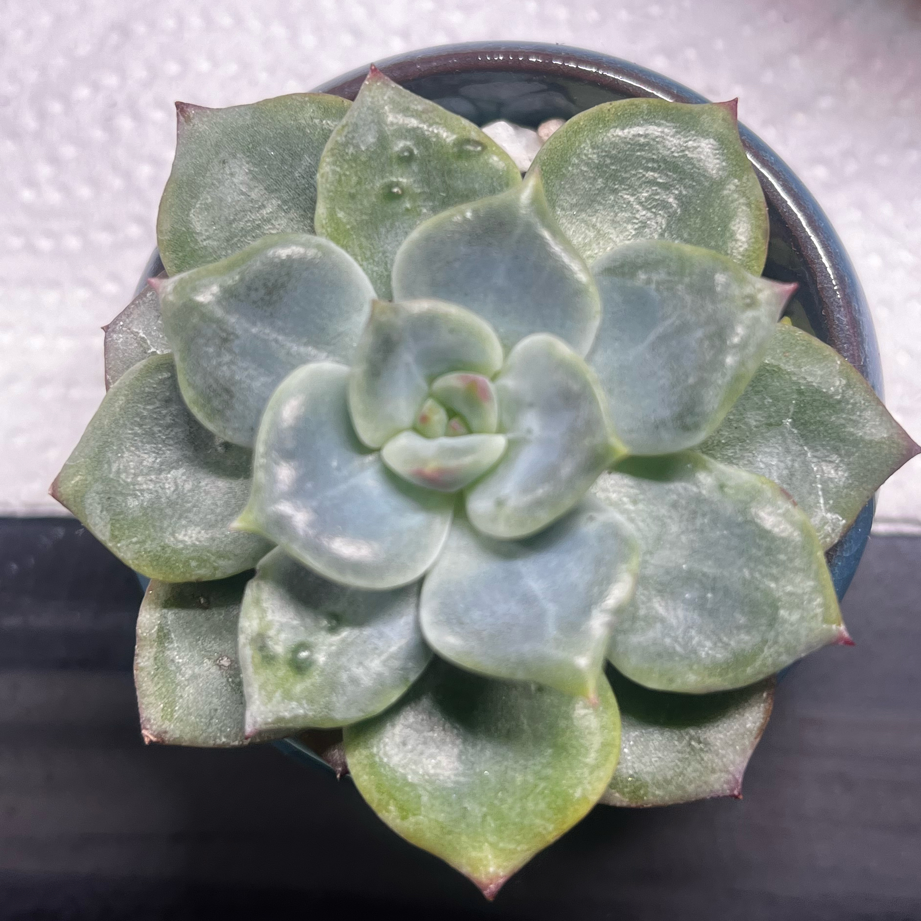 Photo of the plant species Echeveria Lala by @BabeVila named Lala on Greg, the plant care app