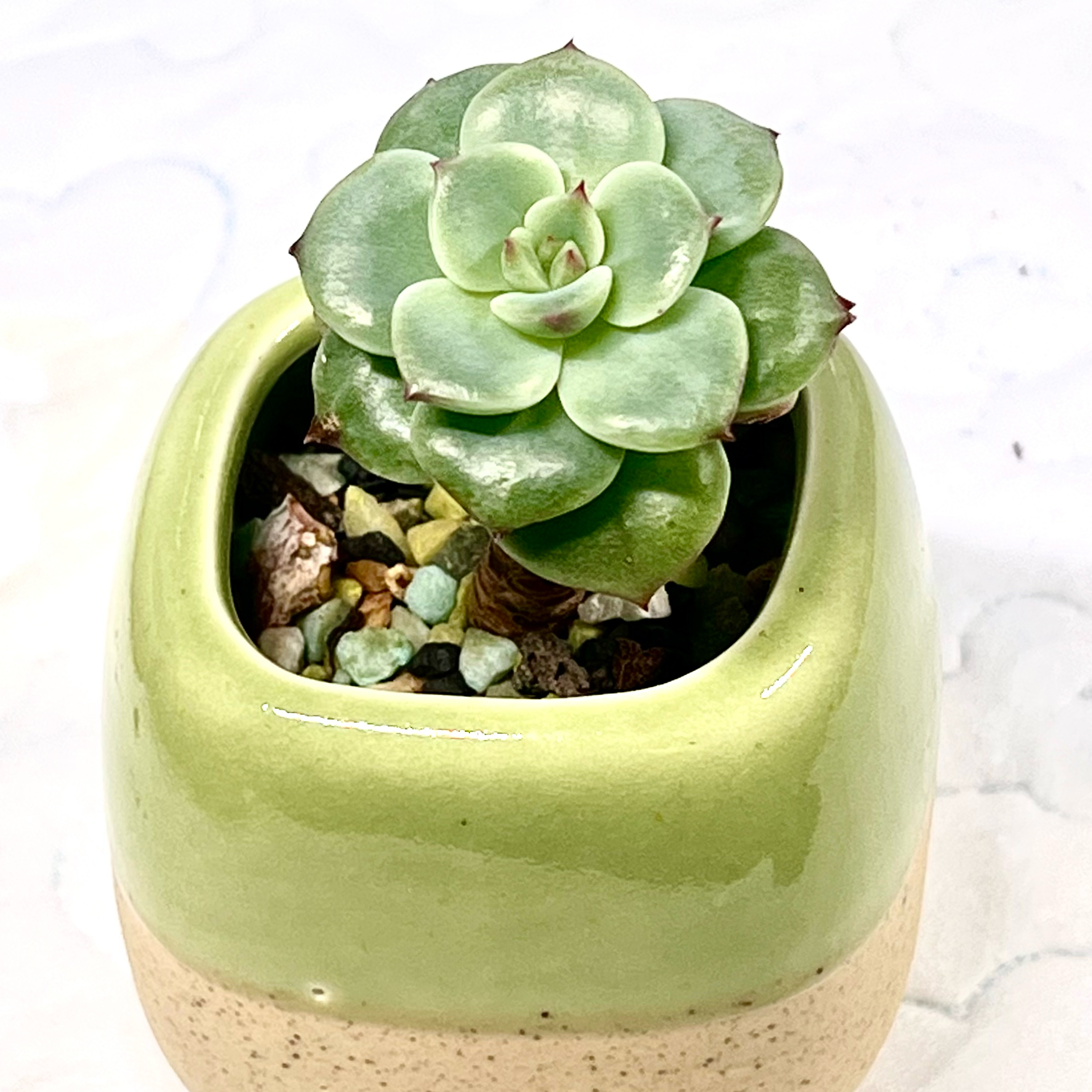 Photo of the plant species Echeveria Lala by @BabeVila named Lala on Greg, the plant care app