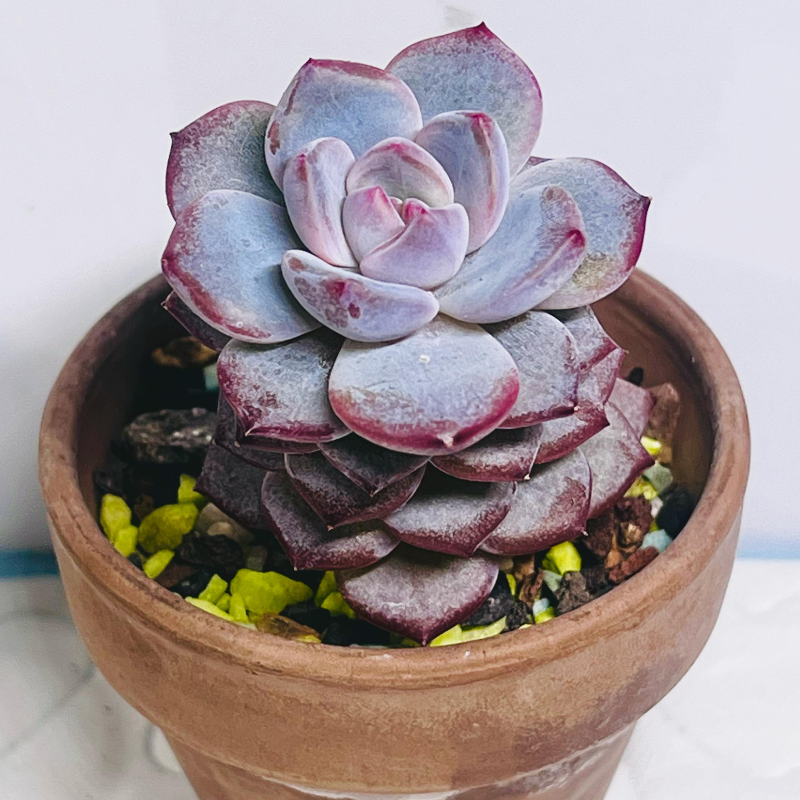Photo of the plant species Snow Angel by @BabeVila named Anastasia on Greg, the plant care app