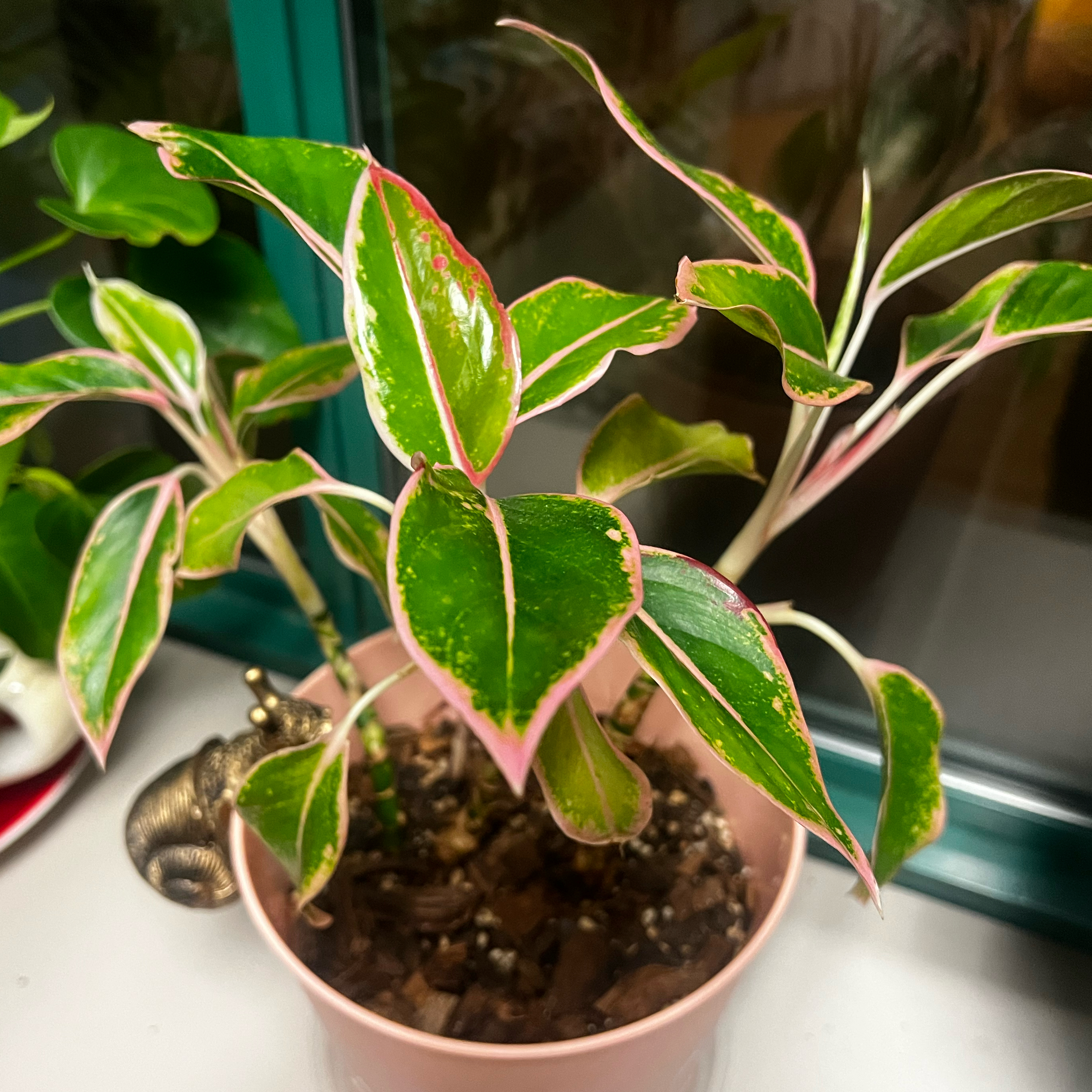 Photo of the plant species Siam Pink Chinese Evergreen by @BabeVila named Florence on Greg, the plant care app