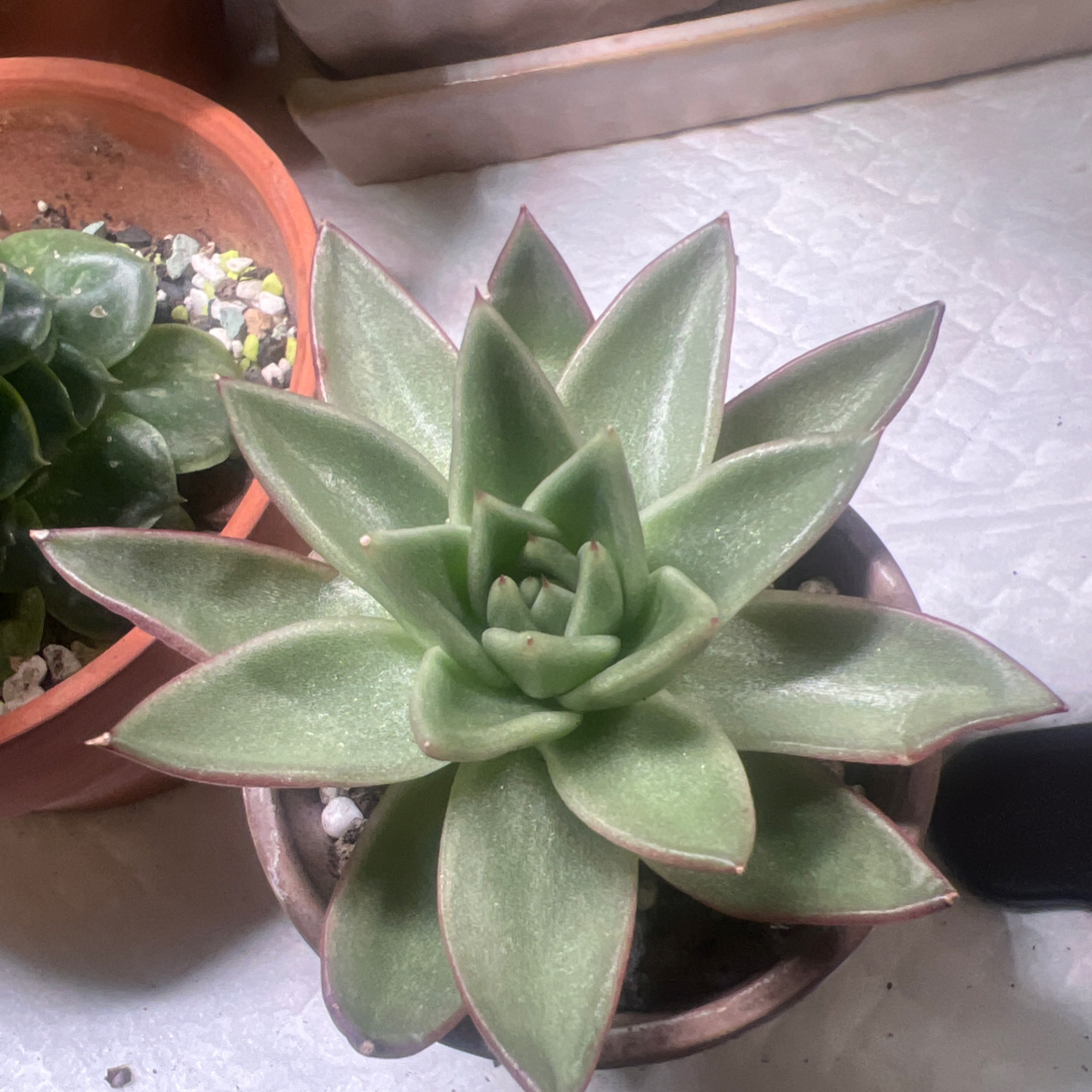 Photo of the plant species Echeveria 'Cimette' by @BabeVila named Regina on Greg, the plant care app