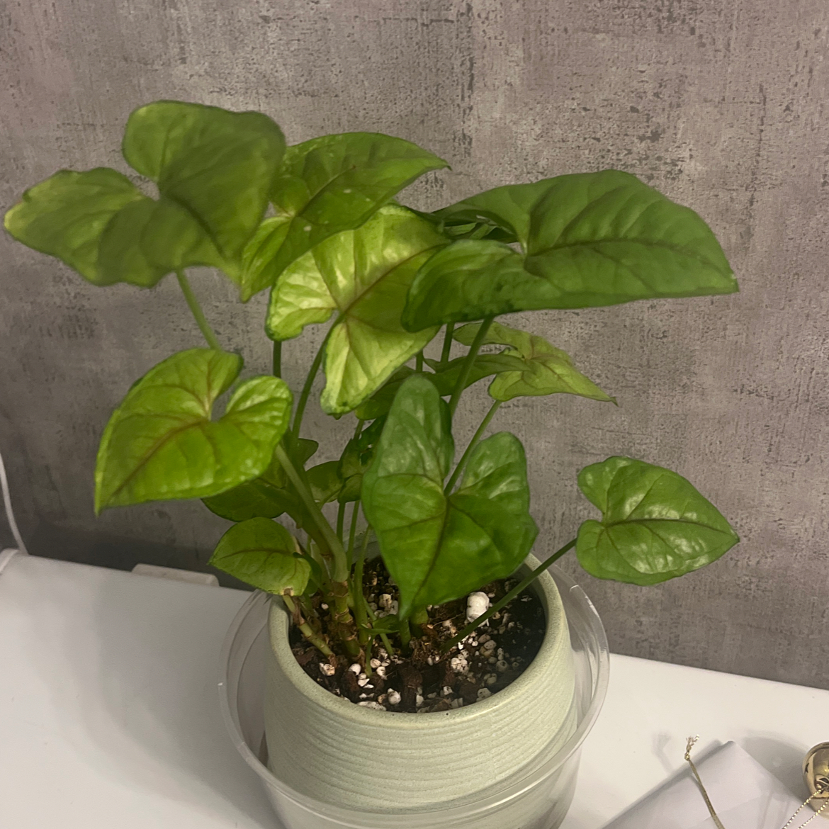Photo of the plant species Mango Allusion Arrowhead Plant by @BabeVila named Dorian on Greg, the plant care app