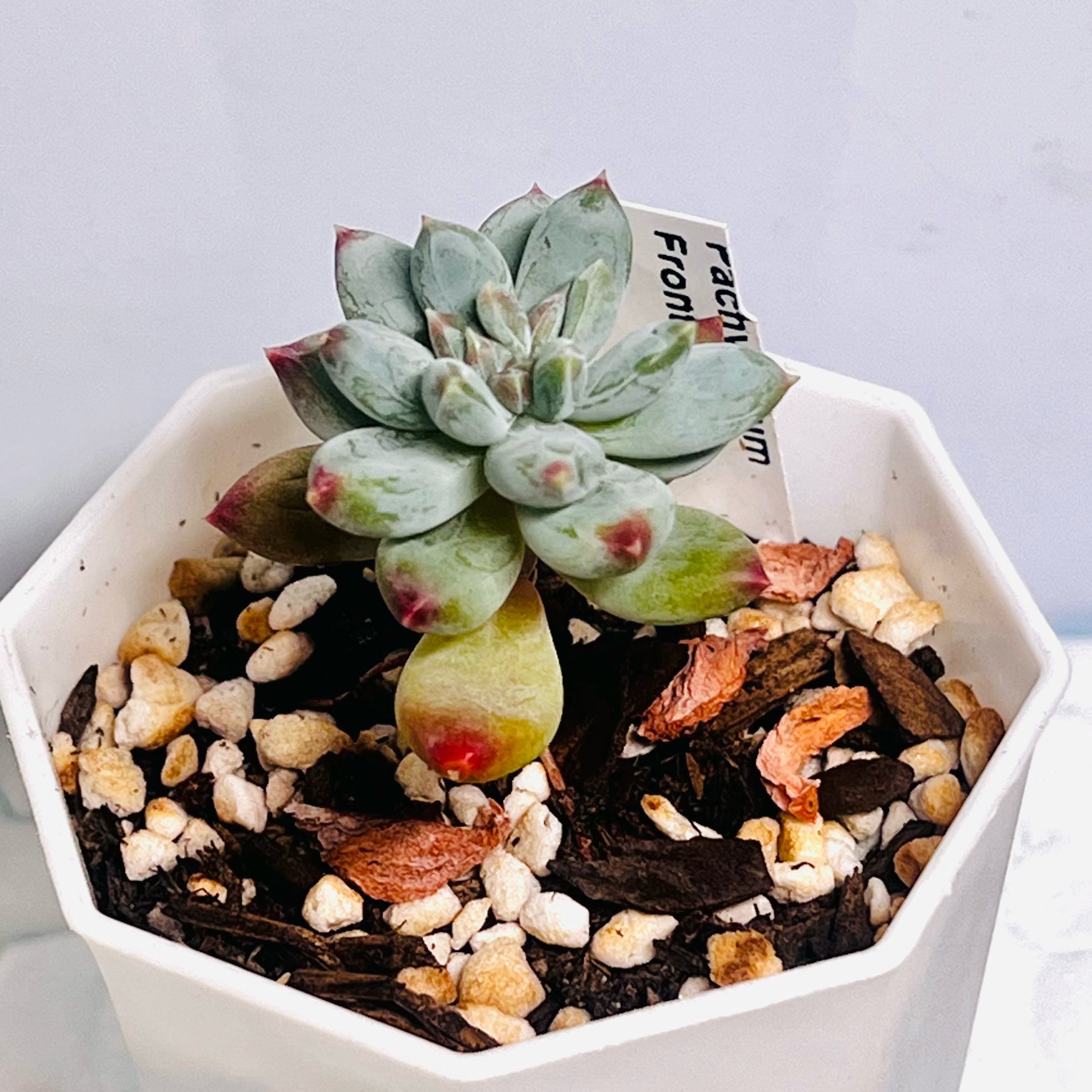 Photo of the plant species Pachysedum Frontigan by @BabeVila named Brandy on Greg, the plant care app