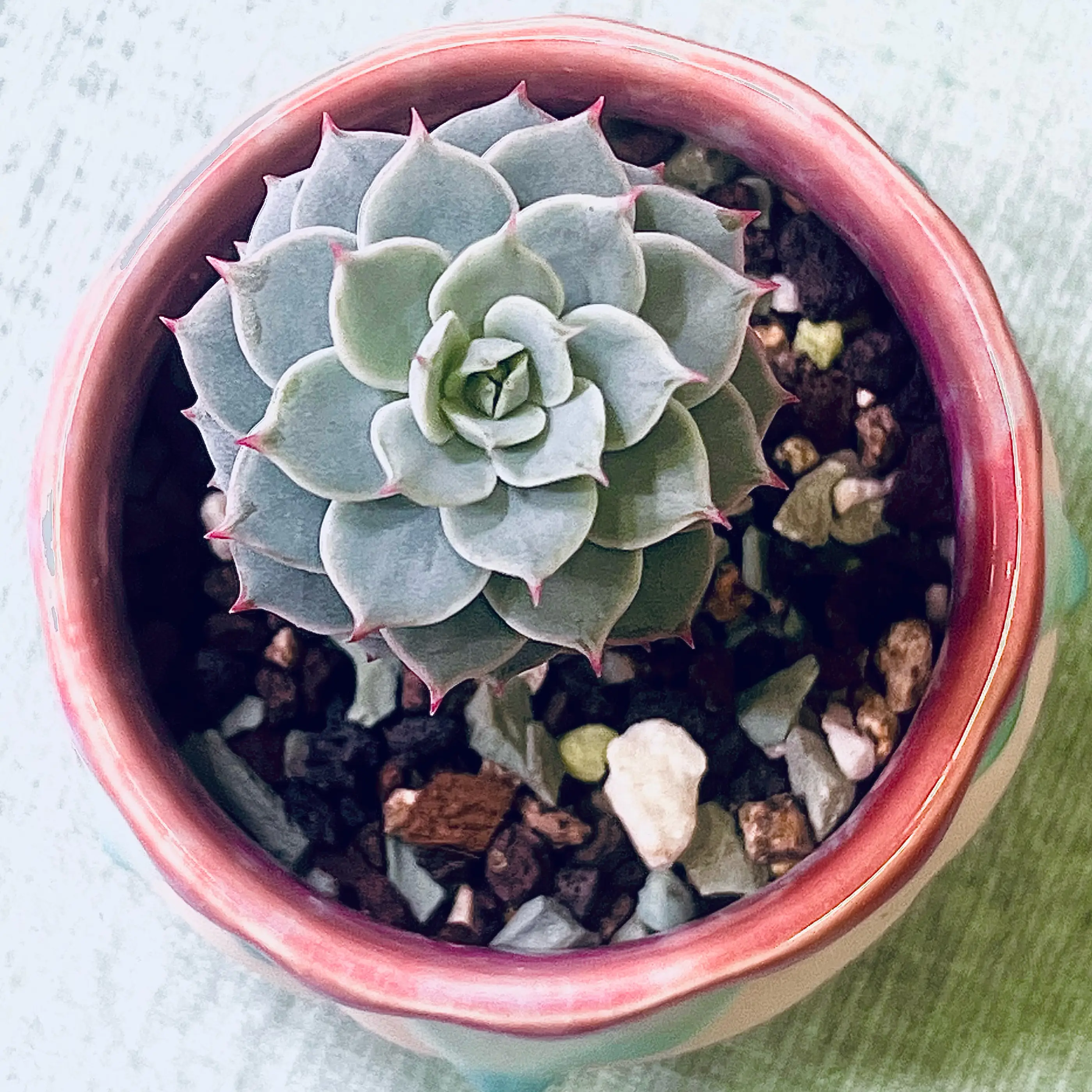 Photo of the plant species De Smelt Echeveria by @BabeVila named Sophie on Greg, the plant care app