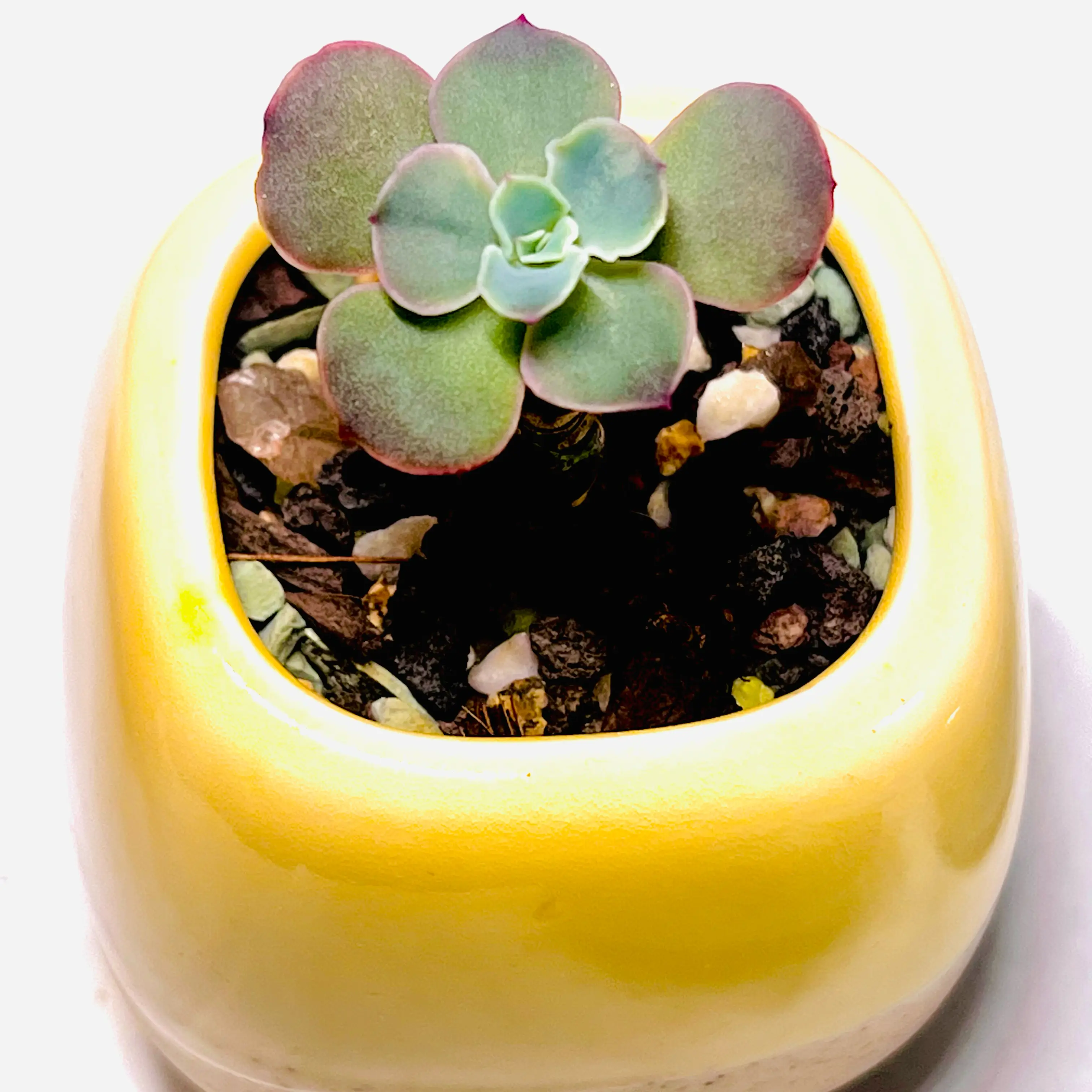 Photo of the plant species Echeveria 'Crinoline Ruffles' by @BabeVila named Terra on Greg, the plant care app