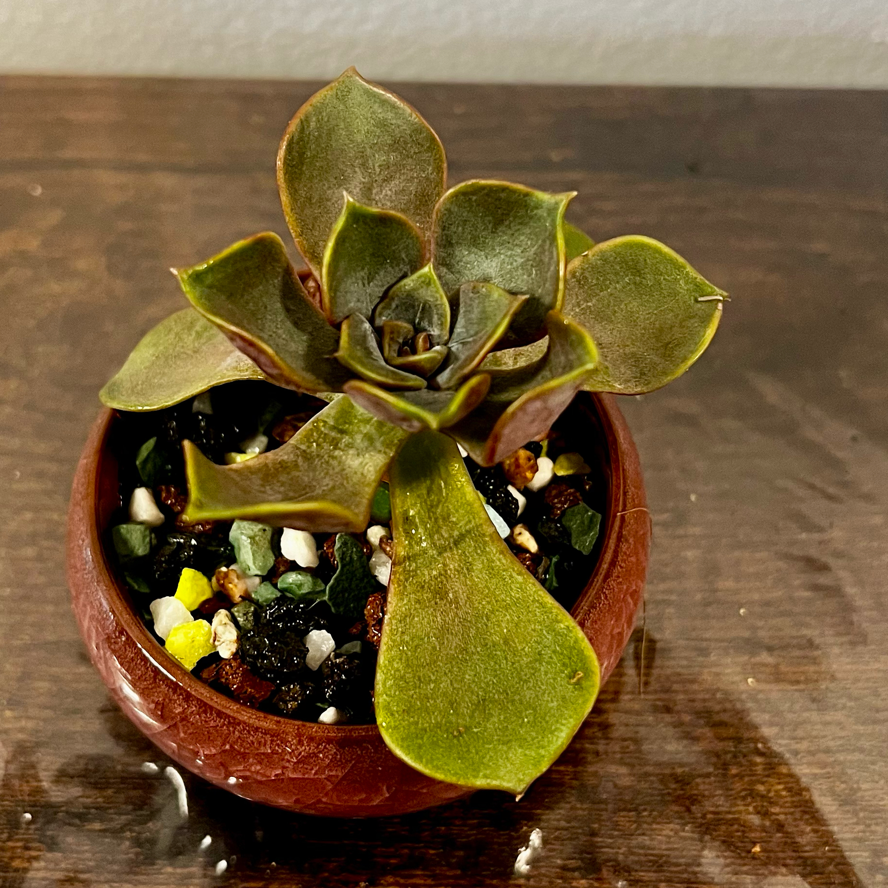 Photo of the plant species Echeveria 'Vampire Red ball' by @BabeVila named William on Greg, the plant care app