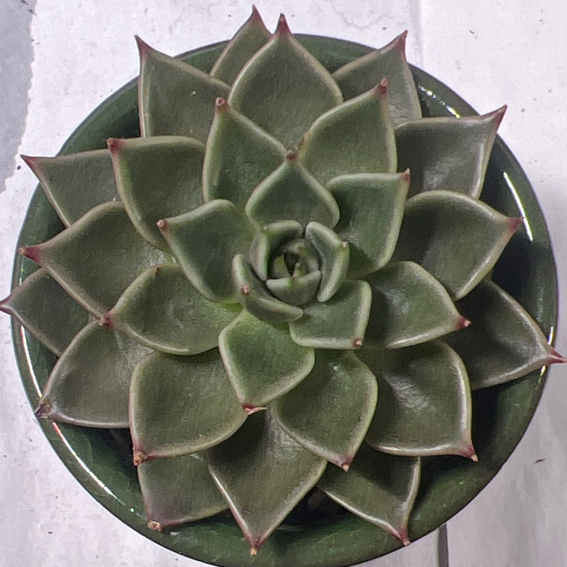 Photo of the plant species Echeveria texensis by @BabeVila named Darren on Greg, the plant care app